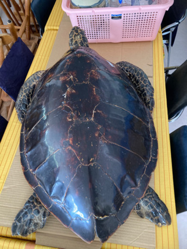 ウミガメ　飾り用　剥製