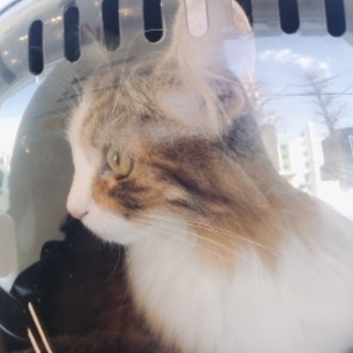 里親募集です
