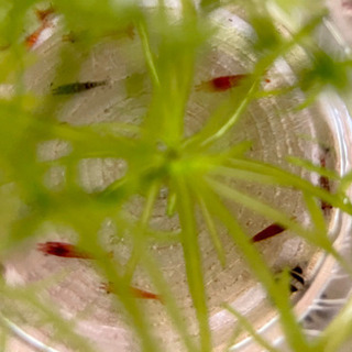 チェリーシュリンプ 赤ちゃん 10匹の画像