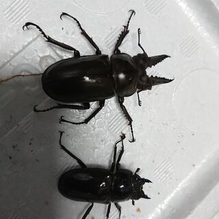 insectbase 小さめ‼️ババオウゴンオニ♂52㎜×36.3㎜新成虫‼️