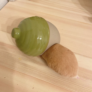 ハムスターハウス　どんぐりの画像