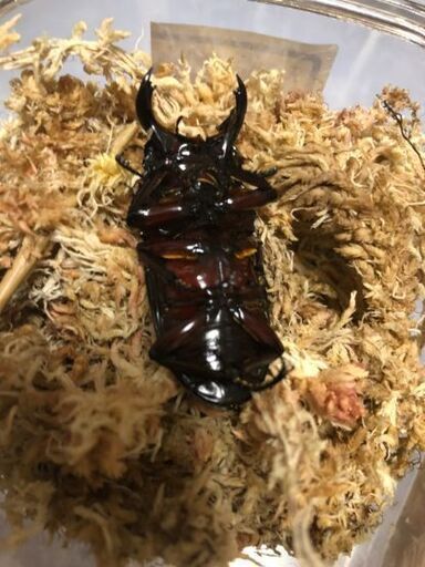 insectbase早いもの勝ち‼️激安‼️ 新成虫‼️赤レギウス‼️♂55㎜×♀43,9㎜44.7㎜爆産セット‼️