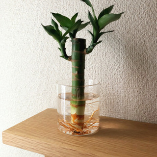 観葉植物　キングバンブー①　ガラスプランター付き