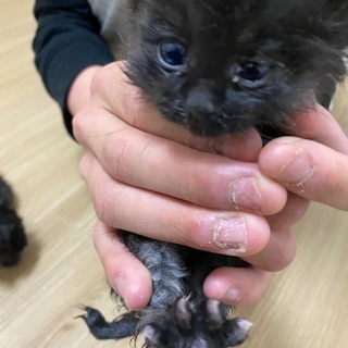 この子達を助けてあげて下さい