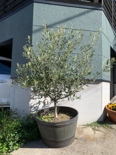 お話中　鉢植えのオリーブ　大型
