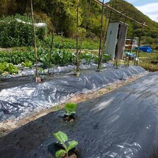 里山近くの貸し農園で、野菜作りを楽しみませんか‼️