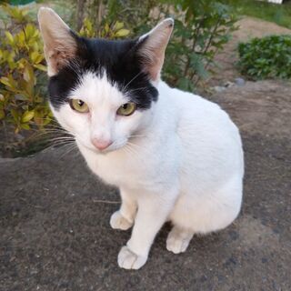 オスの仔猫を保護しました
