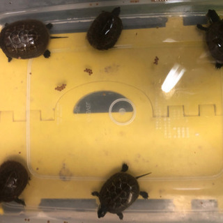 2020年生まれクサガメベビー🐢