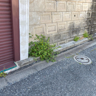 草むしりの画像