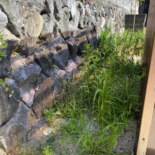 草むしりの画像