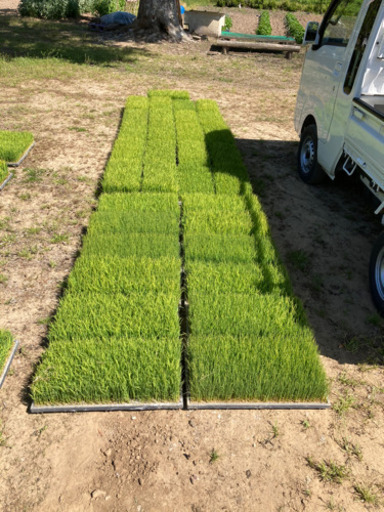 まもなく終了　田植え　コシヒカリ　苗　20箱くらい　追加可能　一枚250円　箱持参引き取り