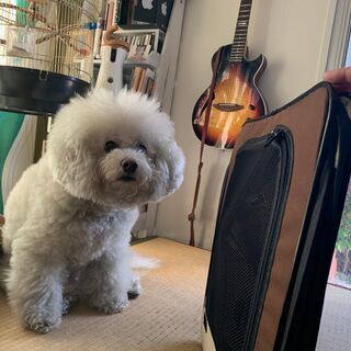 （～5/9）犬ケージ～パッと開いてすぐに使える 折りたたみキャリーバッグの画像