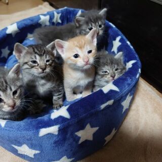 子猫 5匹 里親募集