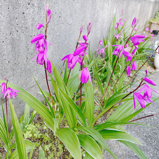 ☆ 紫蘭 花 10本の画像