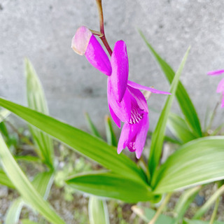 ☆ 紫蘭 花 10本の画像