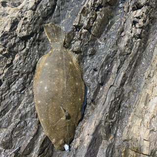 アジング仲間募集