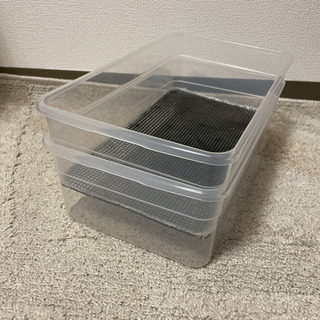 デュビア（自家繁殖）今なら無料で5匹プレゼント致します。の画像