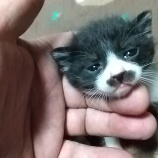 生後一ヶ月です。 ①と④と⑥の子猫は里親が決まりました。