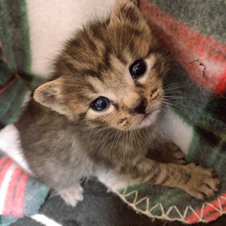 子猫　生後約１ヶ月
