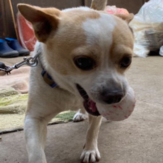 愛犬を探しています。