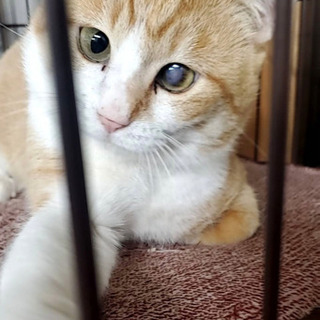 ちょっとぽっちゃり 茶白の男の子