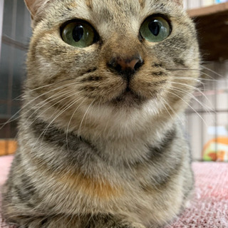 ぽっちゃり可愛いチビとらちゃん - 筑後市