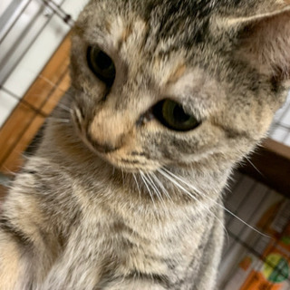 ぽっちゃり可愛いチビとらちゃん − 福岡県