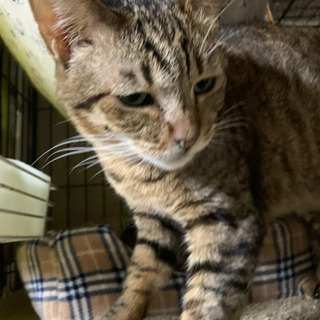 ベタ甘膝乗り猫ちゃん💞　譲渡完了
