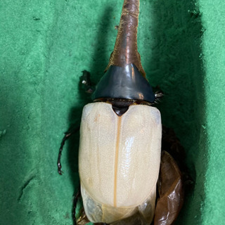 【ごん太】 グラントシロカブト ♂７０ｍｍ×♀４５ｍｍ前後ペアー　１３ グラントシロカブト 74⁄52 ペア - INSECT SHOP 美咲