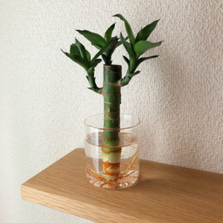 観葉植物　キングバンブー②　14cm　ガラスプランター付き