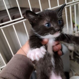 決まりました！！生後１ヶ月仔猫達‼️