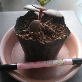 Crassula ovata クラッスラ 花月 金のなる木の挿し木苗　１苗　カネノナルキ 多肉の画像