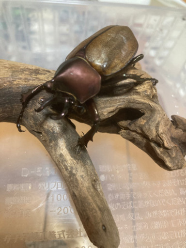 外国産カブトムシ　トリオ1♂2♀