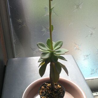 Cistanthe grandiflora（Rock Purslane）１苗 アンデスマツバボタン 岩スベリヒユ シスタンテ 多肉の画像