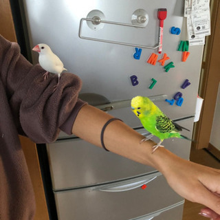 小鳥　文鳥　メス　　セキセイインコ　オス　