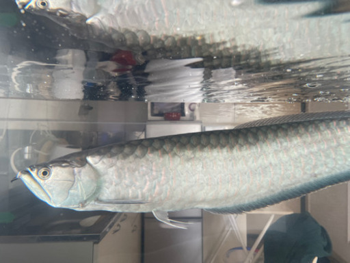 ブルーブラックアロワナ　約67cm