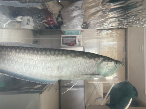 ブルーブラックアロワナ　約67cm