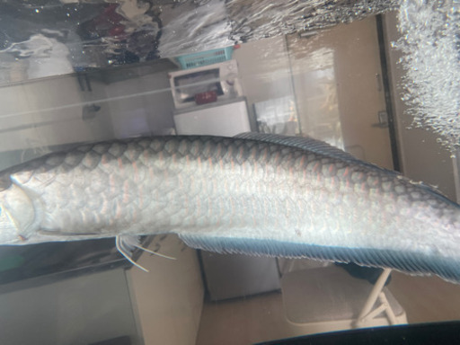 ブルーブラックアロワナ　約67cm
