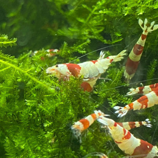 【全国配送対応◎】レッドビーシュリンプ🦐　抱卵個体