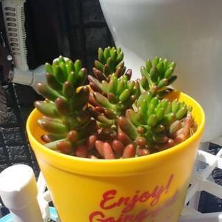 増えます多肉植物