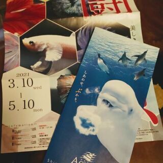 しまねAQUAS🐬🐬🐬入館券(4枚)【有効期限なし】8/13(土)14(日)→💴3000/4枚の画像