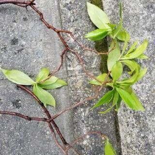植物『沈丁花』挿し木用の画像