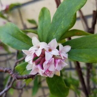 植物『沈丁花』挿し木用の画像