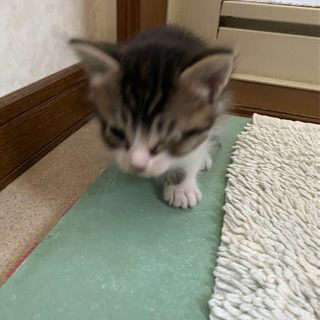 子猫1匹　オス1匹