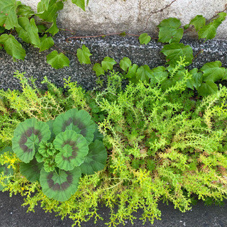 大盛りの多肉植物セダム系