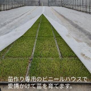 【令和2年度　コシヒカリ】　10キロ　農家直売　減農薬栽培の画像