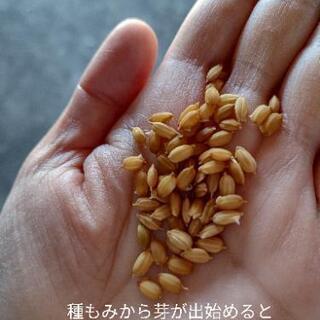 【令和2年度　コシヒカリ】　10キロ　農家直売　減農薬栽培の画像