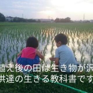 【令和2年度　コシヒカリ】　10キロ　農家直売　減農薬栽培の画像