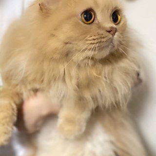 ブリティッシュロングヘアー(クリーム)3歳 男の子です。