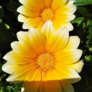 ガザニア　植物　苗　花